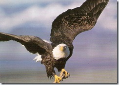 Eagle